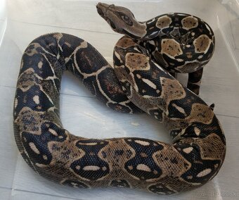 Boa imperator - DH Leopard VPI T+ Albino - 9
