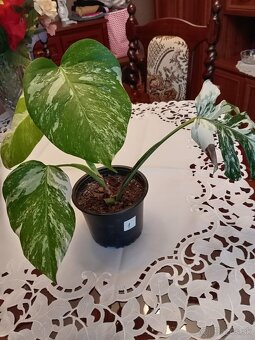 Monstera albo variegata - 9