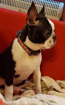 Boston,Bostonský teriér,Boston Terrier s PP - 9