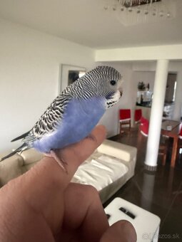 Andulky Maznačikovia krotke - 9