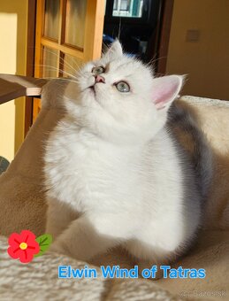 Britská krátkosrstá - 9