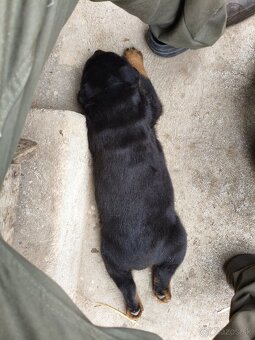 rotvailer,rottwailer,rottweiler,rotvajler - 9