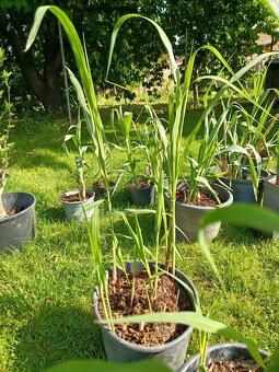 Arundo,ozdobnica gigant - 9