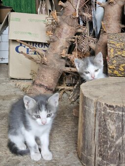 Mačiatka - 9