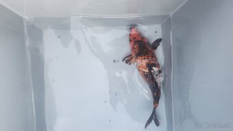 Predám Japonské butterfly koi kapre - 9