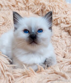 Modrooká holčička Ragdoll k REZERVACI - 9