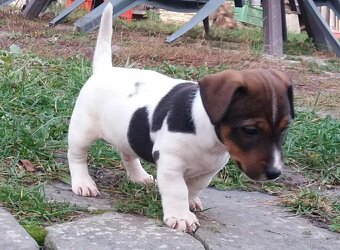 jack russel terier - 9