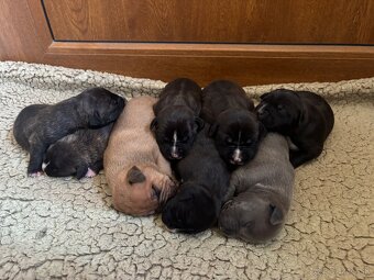 Americký stafordsirsky terier, Stafford, amstaf - 9