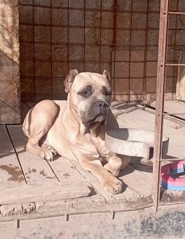 Cane corso šteniatka - 9