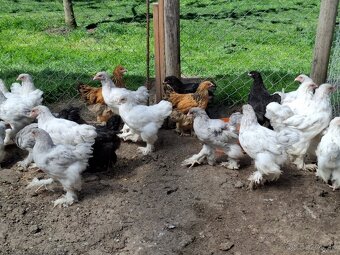 Araukany,  Ayam cemani, Brahmanky, Hodvábničky - 9