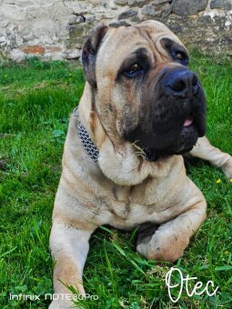 Cane Corso - 9