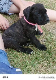 Cane Corso - FENKY - 9