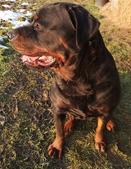 Rottweiler, Rotvajler, RTW - posledný psík - 9