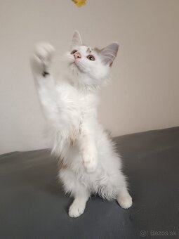 Maine coon - 9