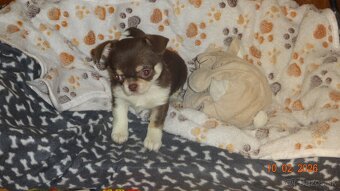 čivava krátkosrstá - 9