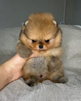 Pomeranian Mini - 9