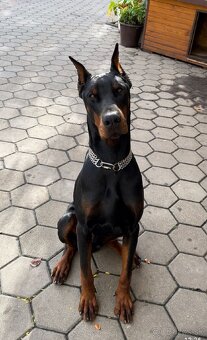 DOBERMAN ŠTENIATKA S FCI P.P. - 9