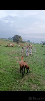 Predám Kamerúnske ovce - 9