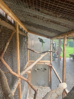 Predám cely chov a drevené voliéry - 9