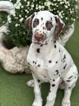 Dalmatínsky pes - 9