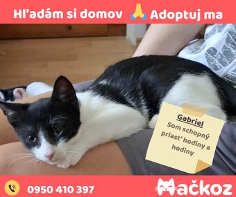 THOMAS a GABRIEL - DARUJEM KOCURIKA / KOCURIKOV NA ADOPCIU - 9