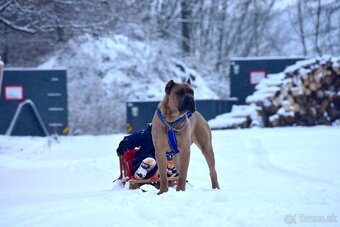Cane Corso štěňata s FCI PP - 9