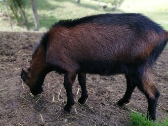 predám bezrohého capa lamancha - 9