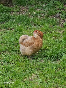 Predám nasadové vajíčka araucana - 9
