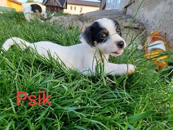 Šteniatka Jack Russel teriér - 9