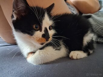 Darujem mačiatko - kocúrik - 9
