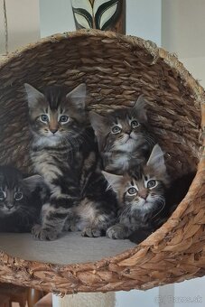 Mainská Mývalia mačka / Maine Coon - 9