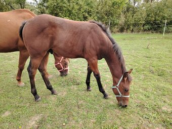 Pripustanie AQHA, APHA, APPA, aj ine - 9