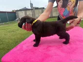 Cokoladovy labrador FCI s PP - 9