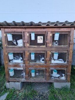 KRÁLIKAREŇ -ZAJAČNÍK - 9