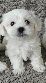 Mini Maltezák - 9
