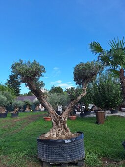 Olivovník bonsai - 9