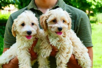 Maltipoo (malteze +Pudel = maltipoo) - 9