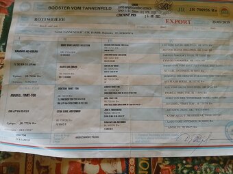 Šteniatka Rottweilera s PP na predaj 🐾 - 9
