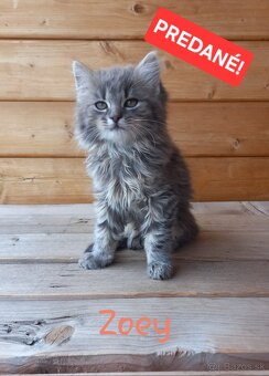 Malé flufaté mačiatka si hľadajú svoj nový domov 🐾 - 9