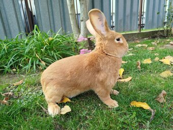 Burgundský králik - 9