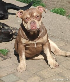 American bully pocket s PP IKC-fenka a pejsek - 9