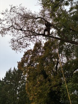 Pílenie stromov - 9