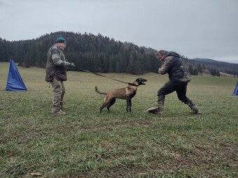 Belgický ovčiak šteniatka - 9