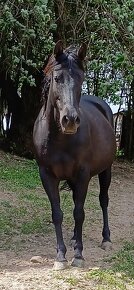 Quarter horse kobyla - 9