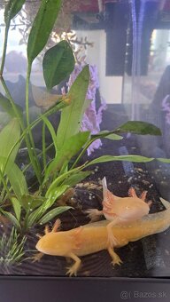 Predám axolotlov s akváriom - 9