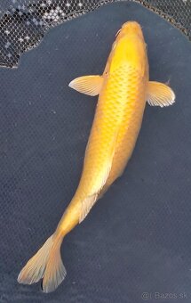 predam original japonskych koi - 9