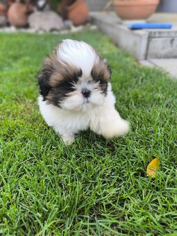 Predám šteniatka Shi-tzu ši-cu šicu shihtzu - 9