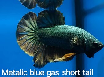 Betta splendens- Yellow Galaxy koi - 9