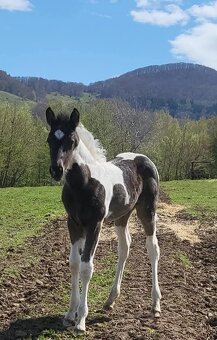 APH APHA PAINT HORSE ŽREBEC pripúšťanie - 9