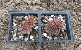 Skalné ruže (Sempervivum) - sadeničky - 9